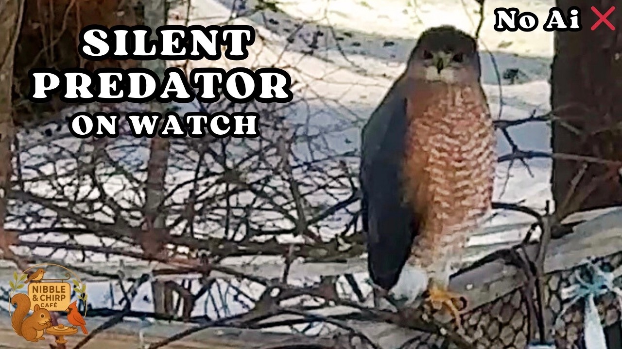 Cooper’s Hawk Perched Silent And Alert On Watch