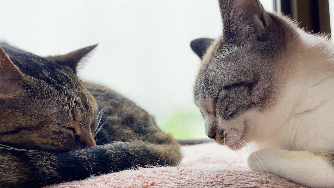 お世話好きな優しいキジトラ猫は柴犬・子供猫達に大人気♥