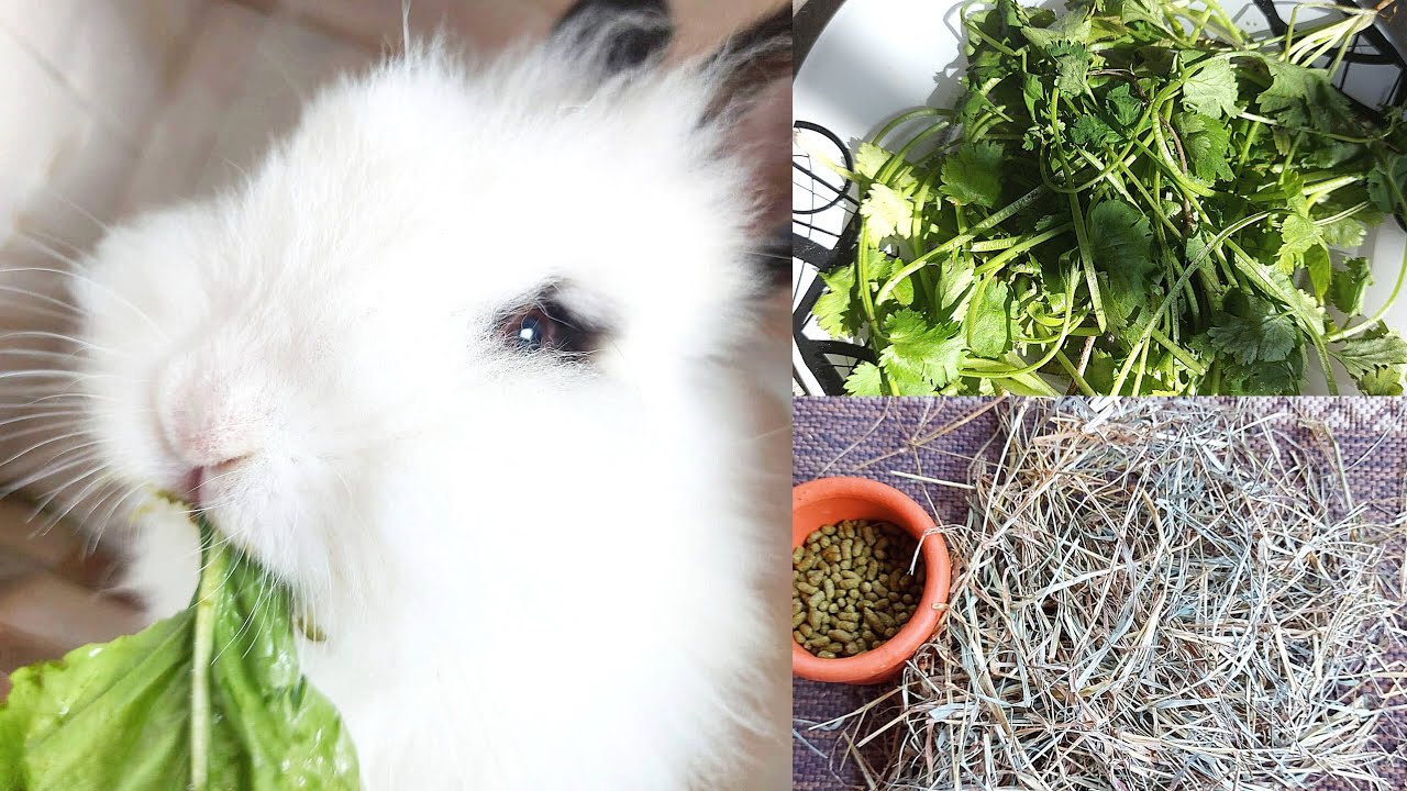 O QUE COELHOS PODEM COMER? alimentação dos coelhinhos