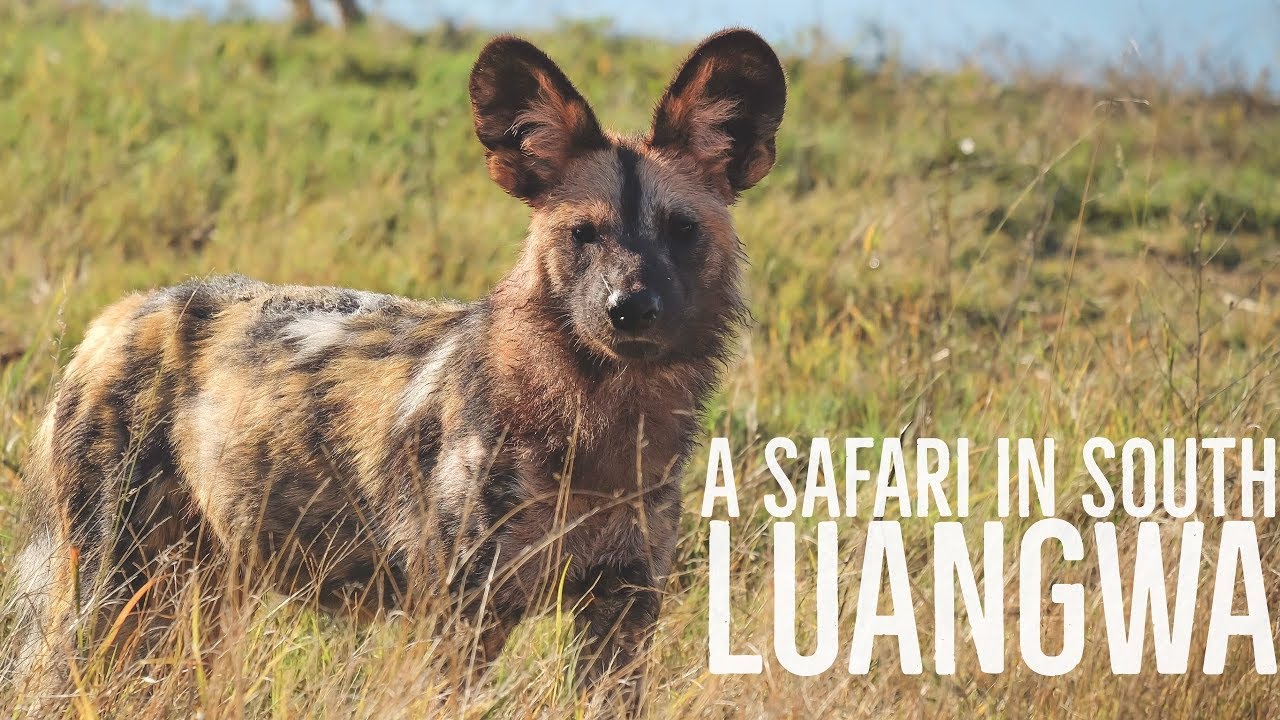 Zambia's South Luangwa National Park