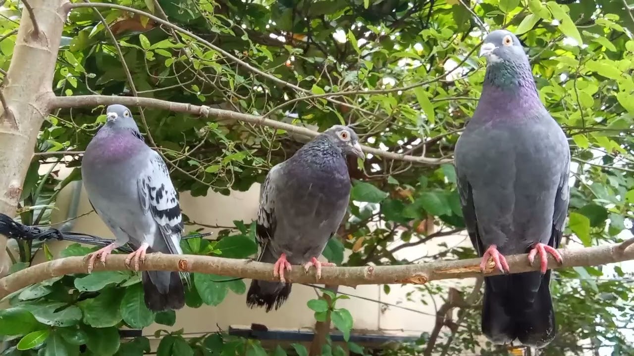 Prayer for birds