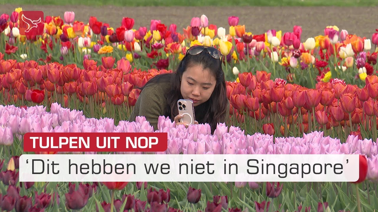 Bezoekers van heinde en verre: 'De tulpen staan er mooi bij dit jaar' | Omroep Flevoland