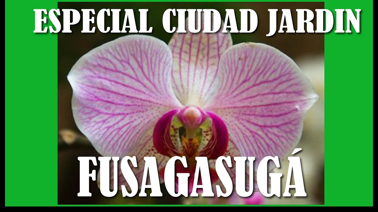 ESPECIAL FUSAGASUG&Aacute; COLOMBIA