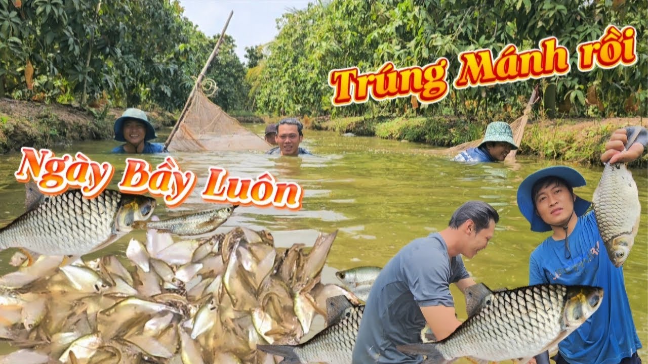 Một ngày bọi thu kéo cá trong vườn xoài ngay bày cá mè quá đã | HoàiPhong TV
