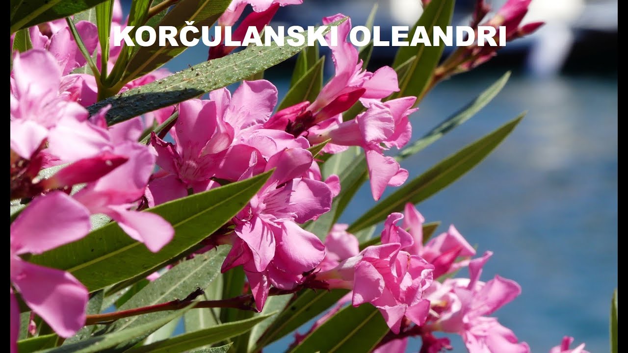Korčulanski oleandri