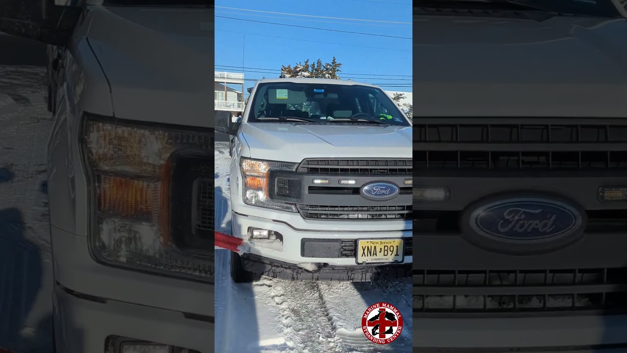 Seal Pup Rescued from Residential Street in Harvey Cedars, NJ-Feb  24, 2026