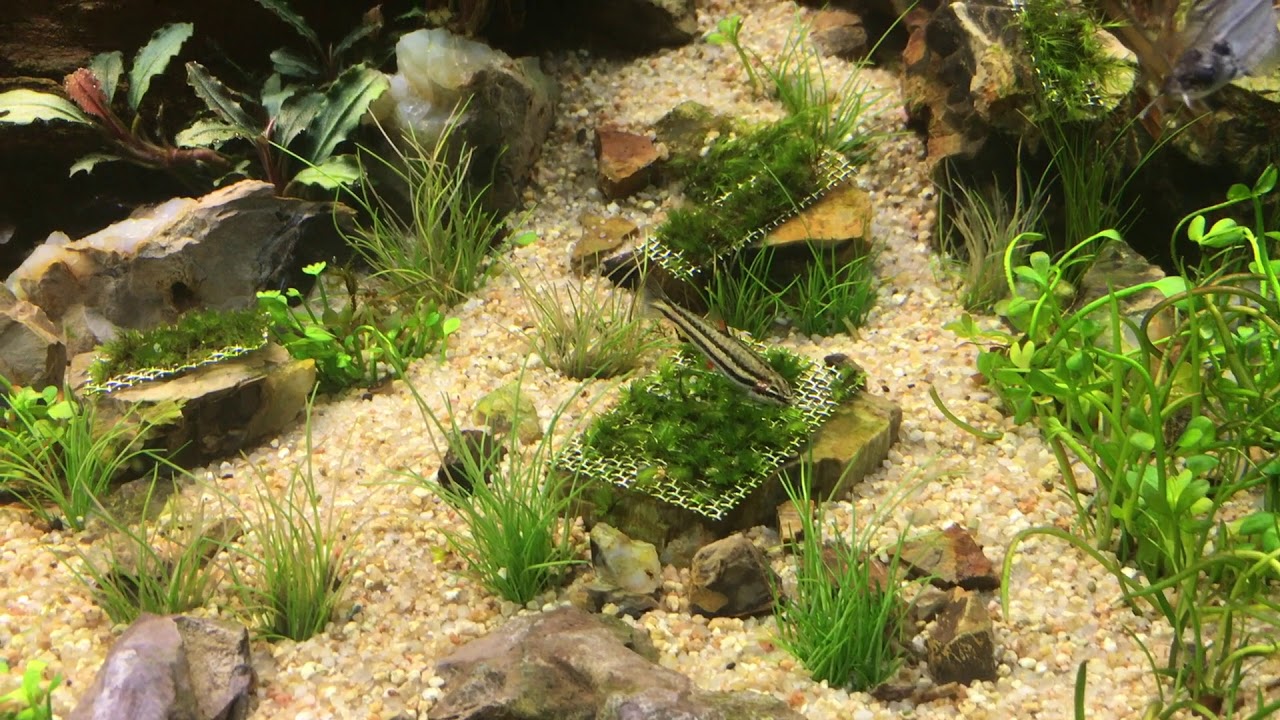 Nannostomus marginatus