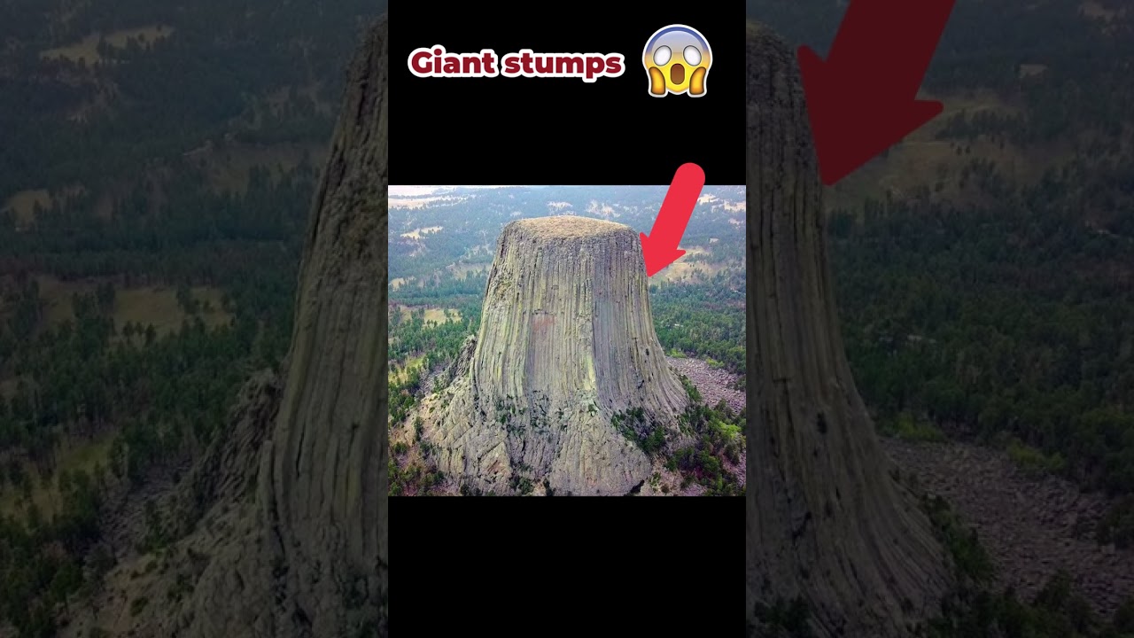 Giant tree stumps around the world  #giants