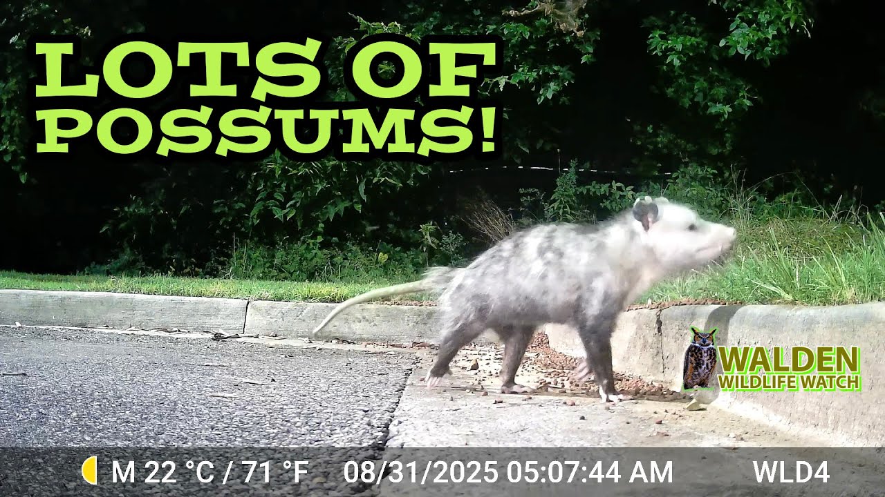 Possums Coming and Going!