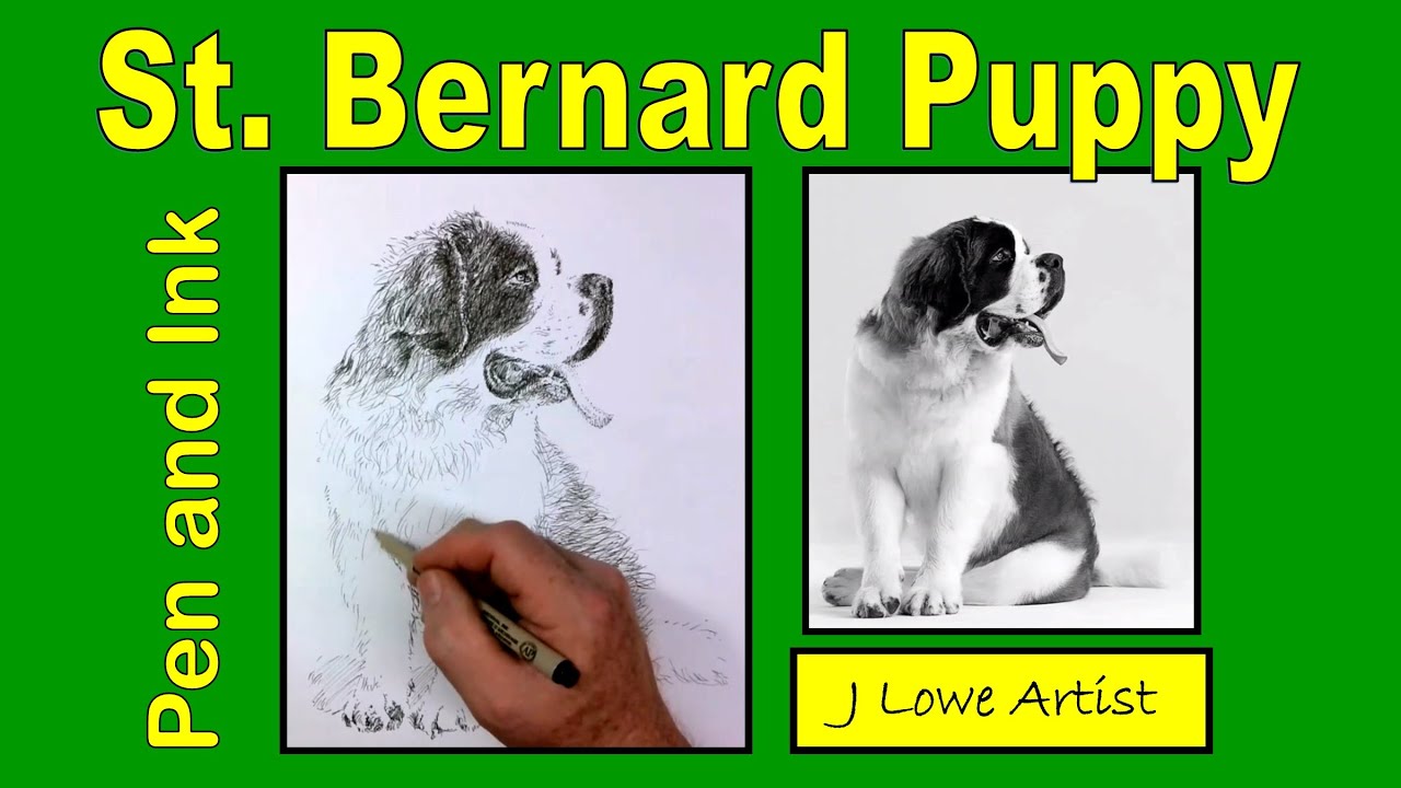 HOW TO DRAW A ST. BERNARD PUPPY with Pen and Ink