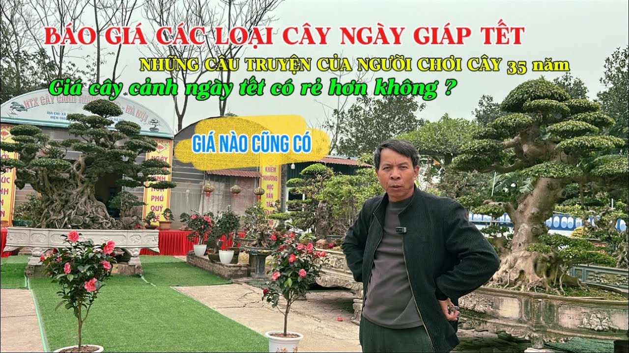 BÁO GIÁ! Giá cây cảnh những ngày giáp tết. Những câu truyện của người chơi cây hơn 30 năm|Quảng Tùng