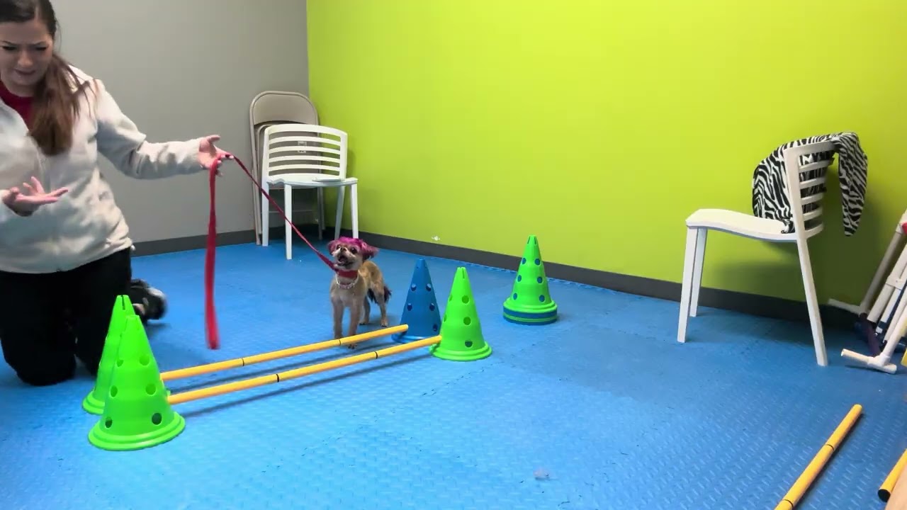 Gidget conditioning 