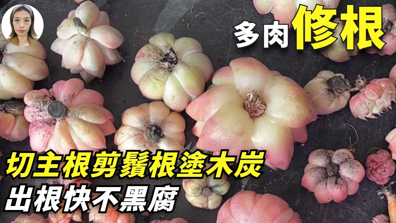多肉植物修根这样修，服盆快不僵苗不化水，让你轻松实现多肉上盆|花花世界