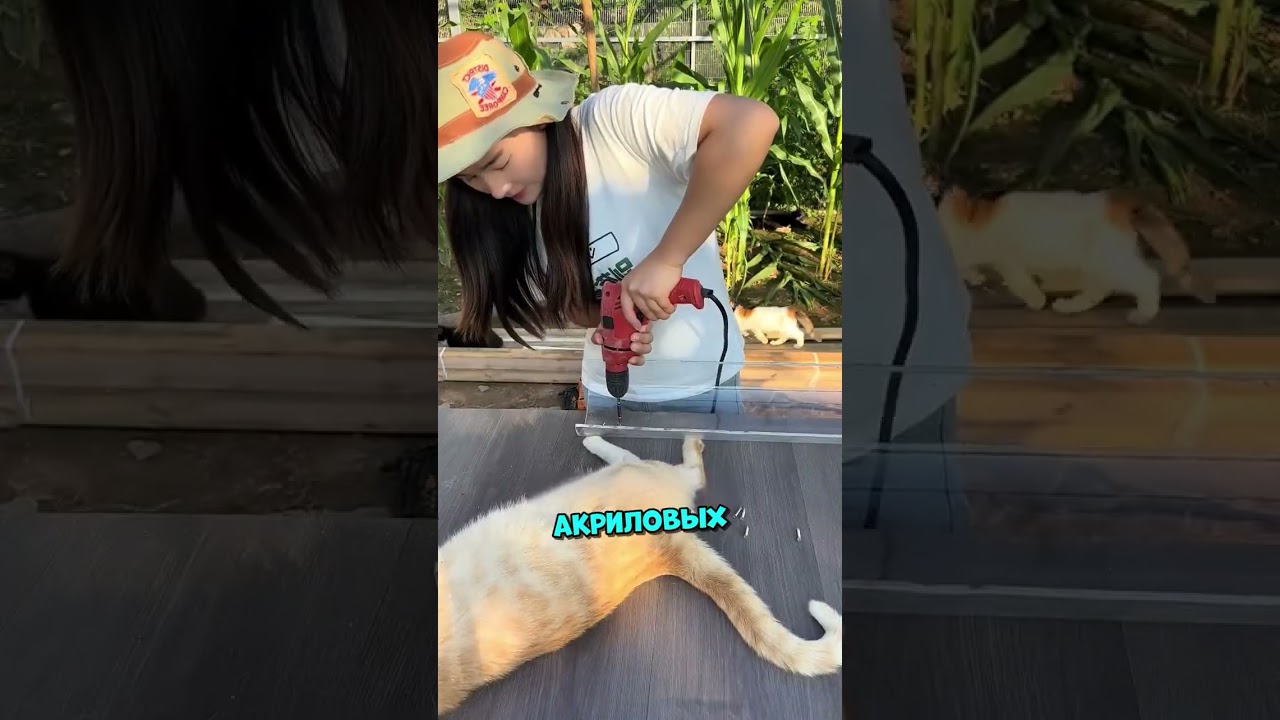 «Котики и Проливной Дождь» 