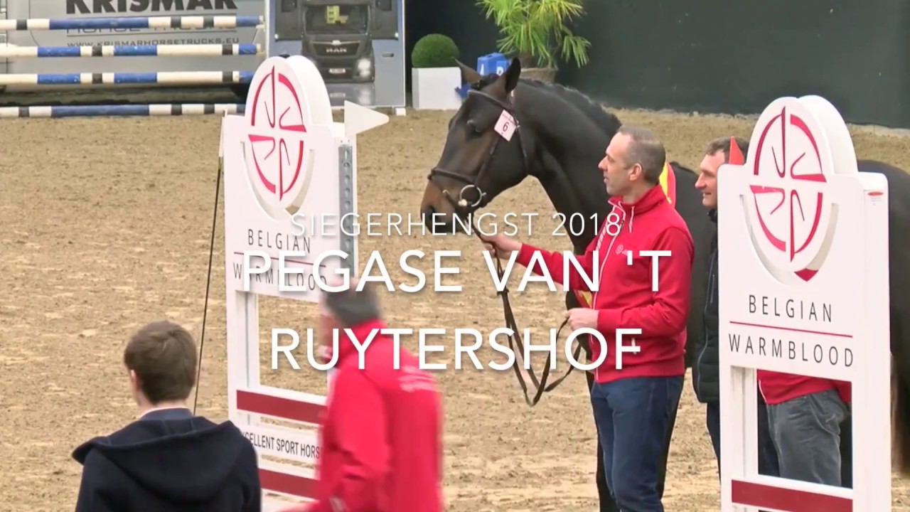 Pegase van 't Ruytershof - Champion BWP Stallion Approval 2018