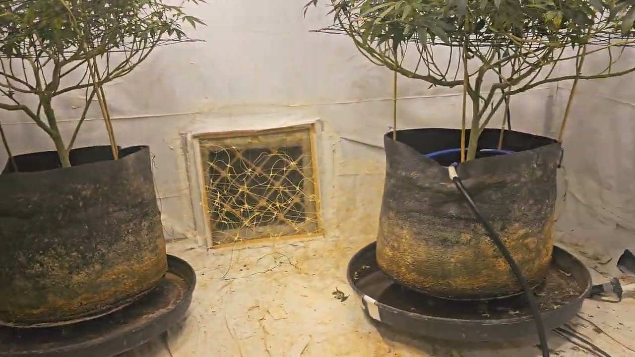 Day 3 flower - 2nd gen London Pound Cake flowering update