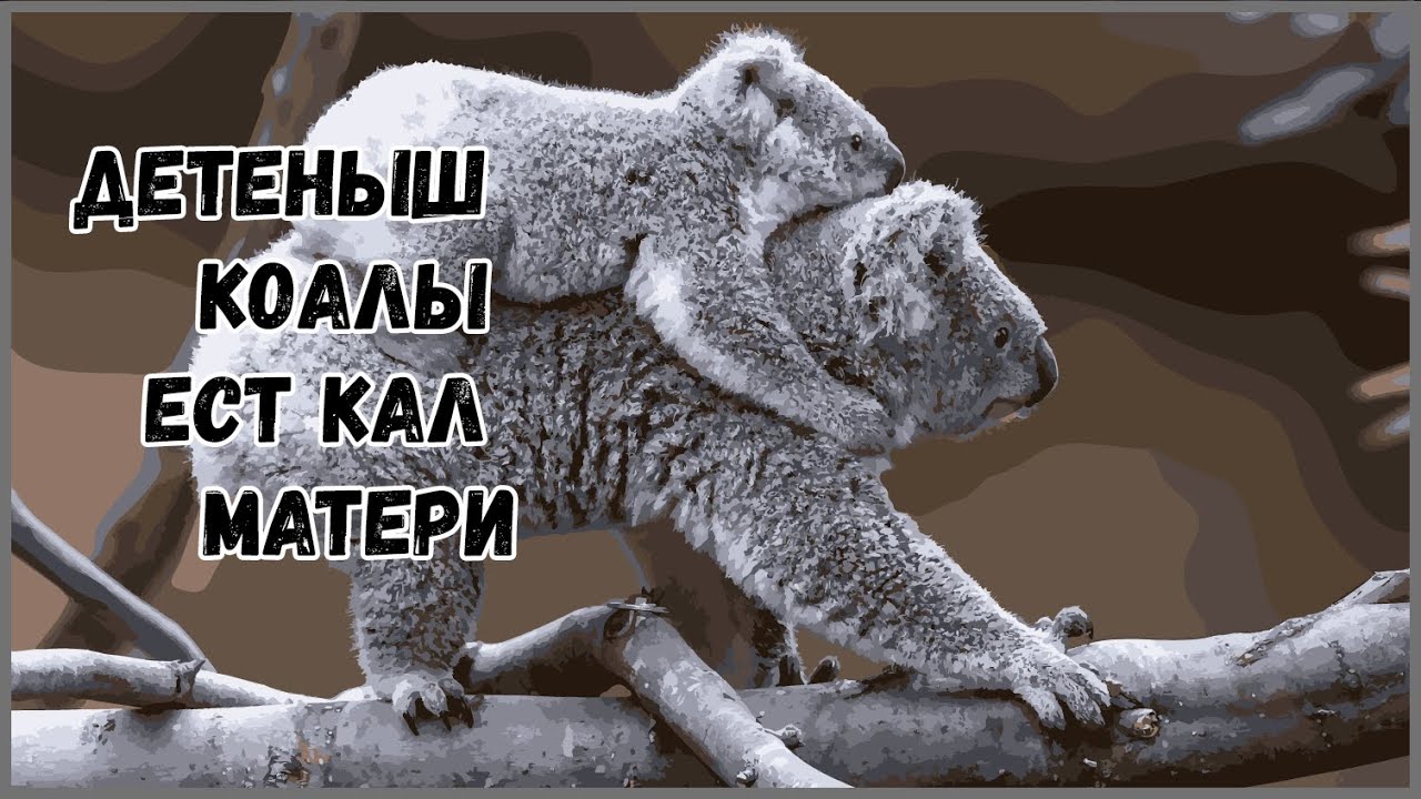 Детеныш коалы ест кал матери