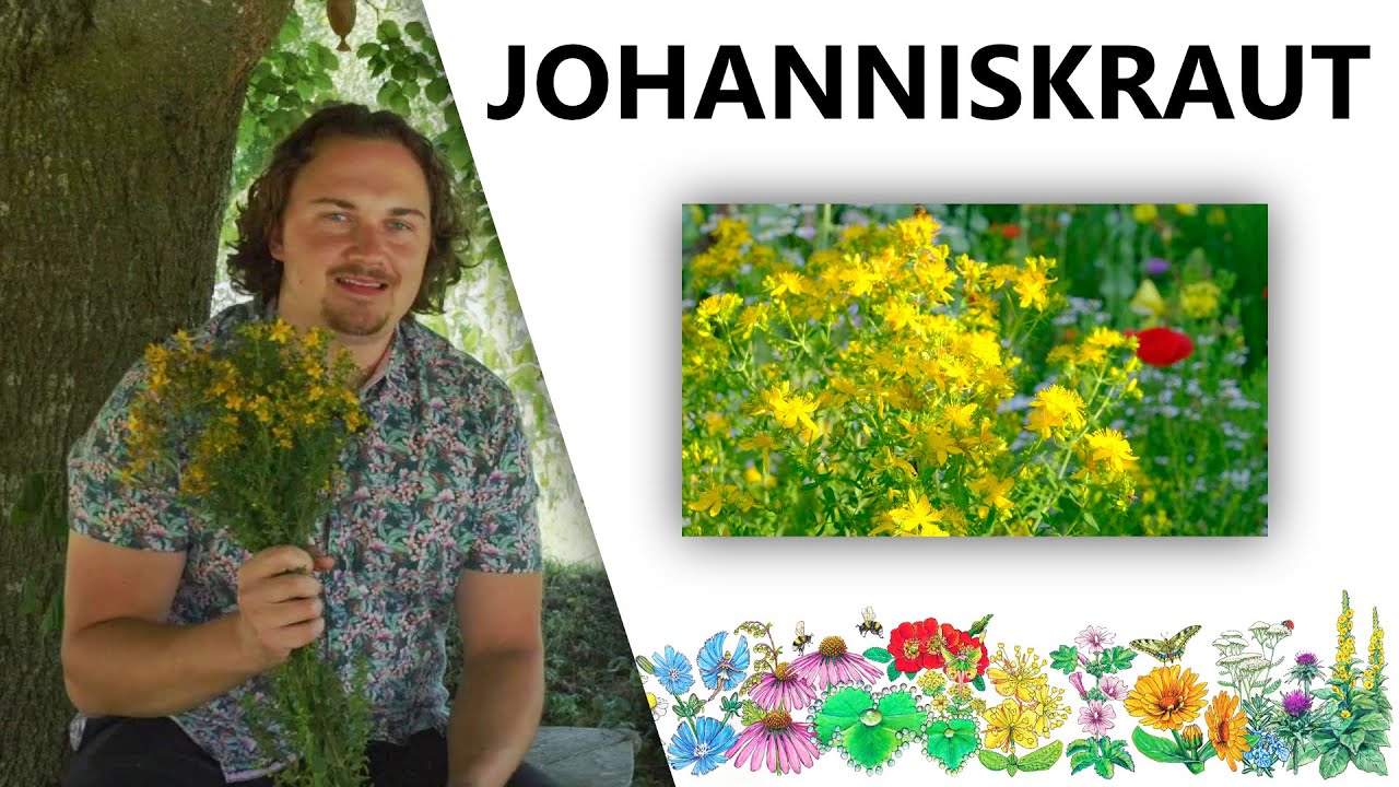 Johanniskraut | DIE Sonnenpflanze! | natürliches Antidepressivum | mehr Sonne im Herzen | Serotonin