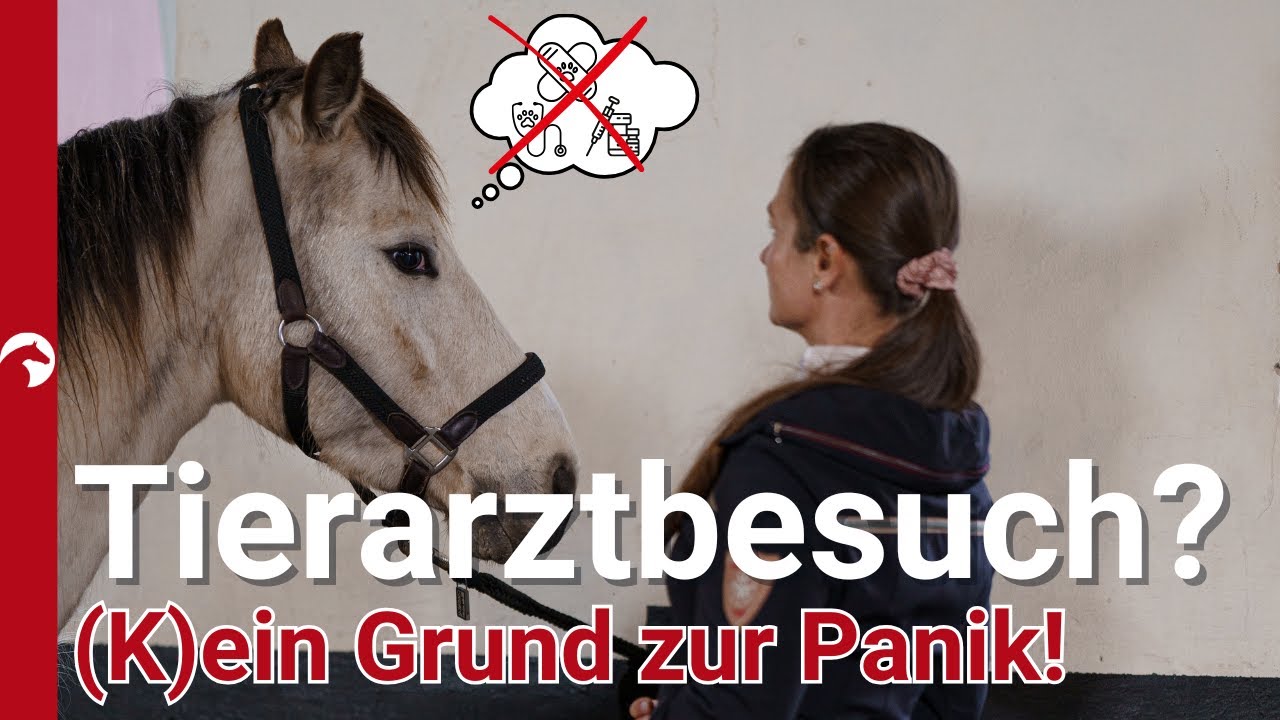 Pferd in Panik? So nutzt du Körpersprache & Wissenschaft gegen Stress beim Tierarztbesuch!