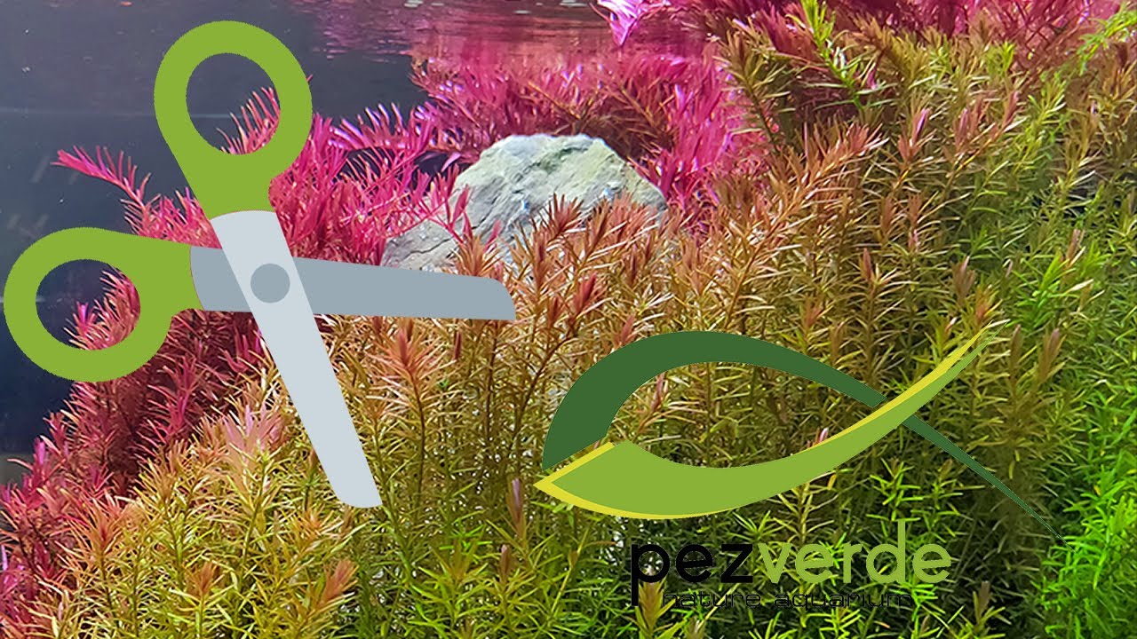 TimeLapse Poda y Saneado de Rotalas - Rotala Trimming - PezVerde