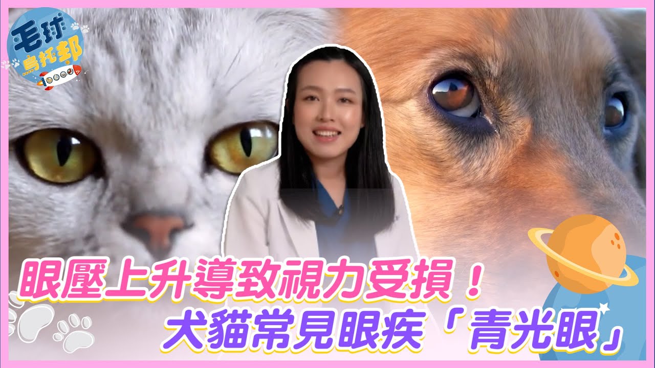 眼壓上升導致視力受損！犬貓常見眼疾「青光眼」