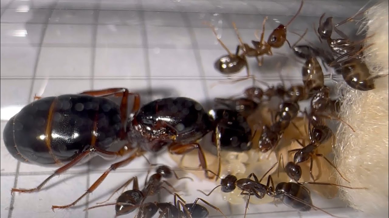 Alles was man über Camponotus siemsseni wissen muss! | Ameiseninfo 15