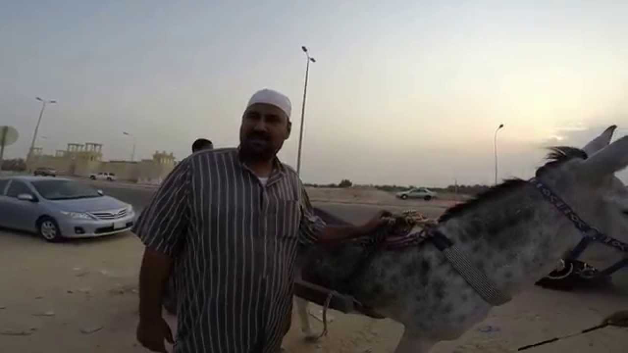 سباق الحمير في الاحساء جبل الشعبه
