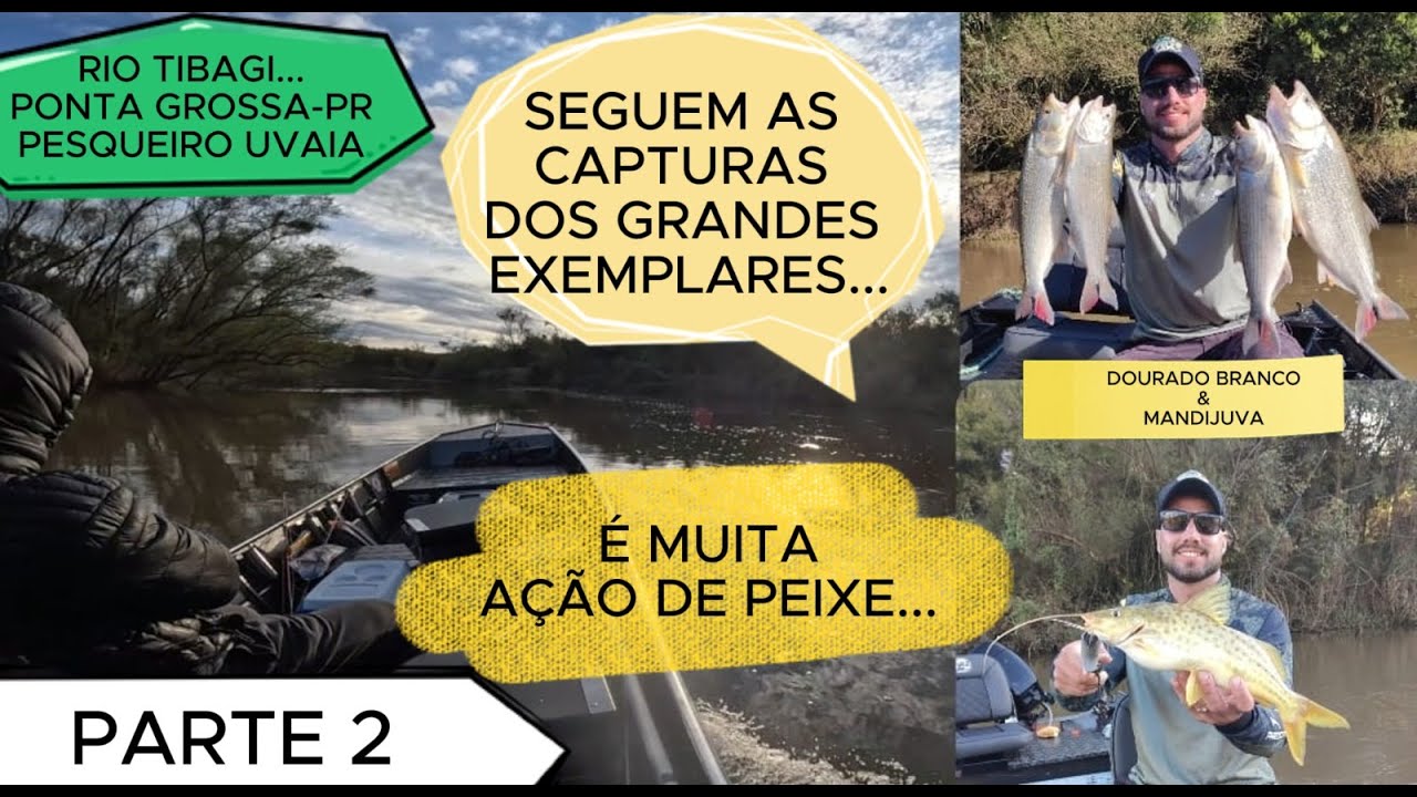 É MUITO PEIXE GRANDE NO RIO TIBAGI, SÓ SAI MONSTROS. PESCARIA DE TABARANAS E PEIXES DE COURO!!!