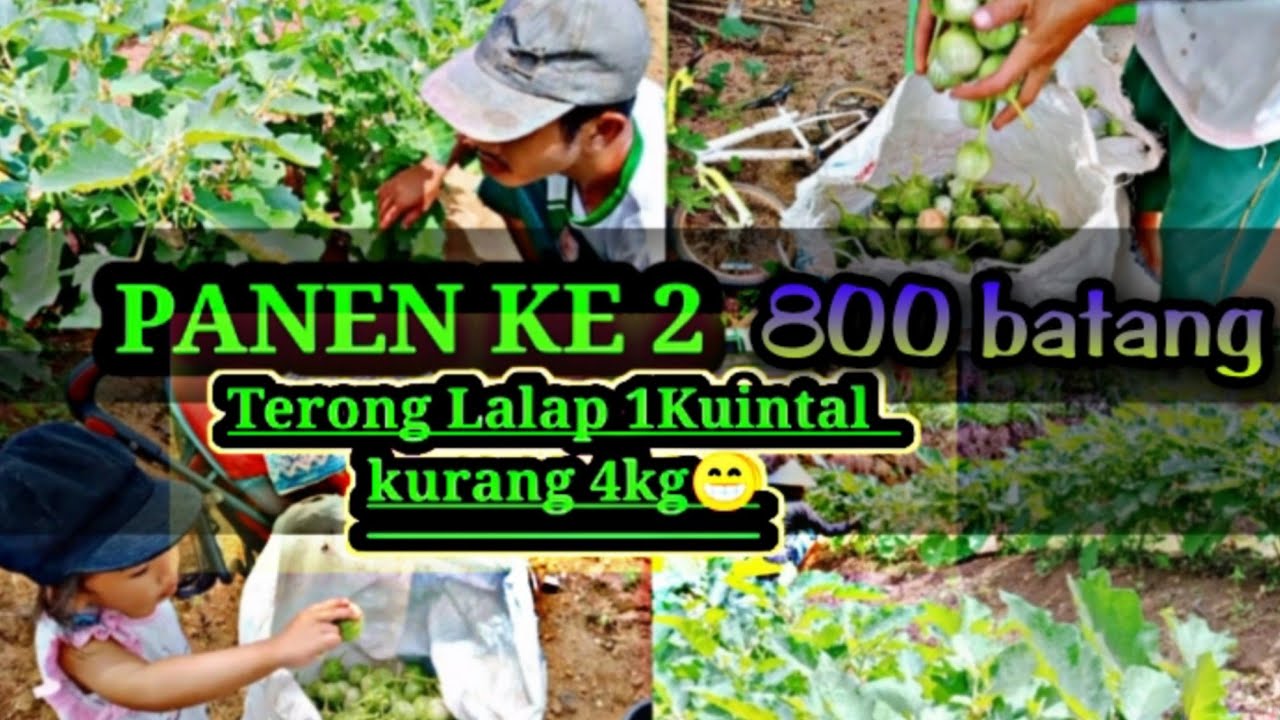 Budidaya terong lalap Petani Pemula coba  pertama kali hasil memuaskan