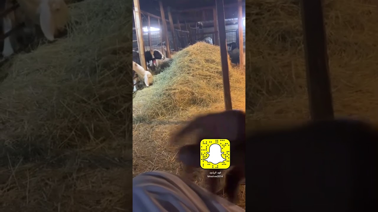 حديث عن التعليف والهدر والتهجين