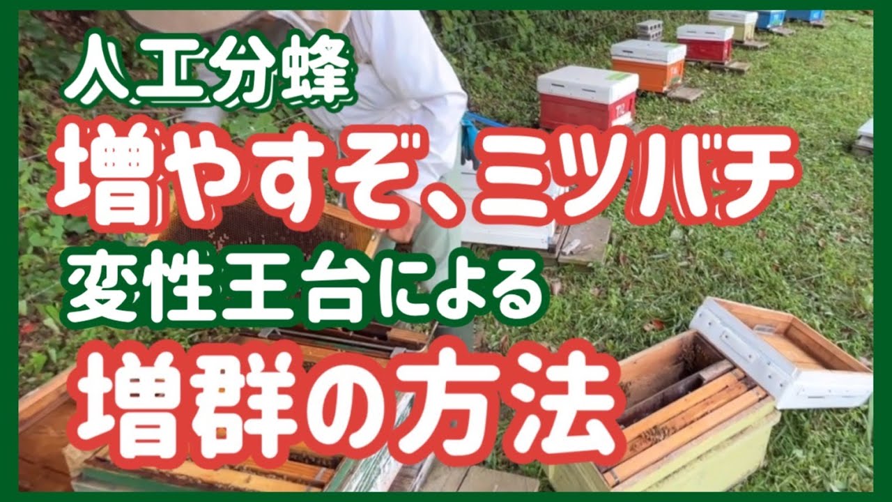 増やすぞミツバチ　変成王台による増群　人工分蜂の方法　＃ミツバチ＃みつばち＃蜜蜂＃西洋ミツバチ#変成王台#増群#ミツバチの増やし方#西洋ミツバチ 人工分蜂#西洋ミツバチ#PocoToscana