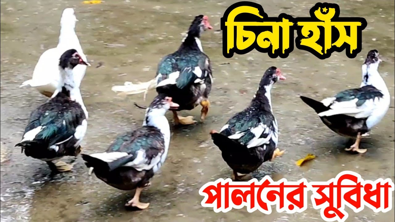 চিনা হাঁস পালনের সুবিধা -Advantages of muscovy duck farming- mayaz agro