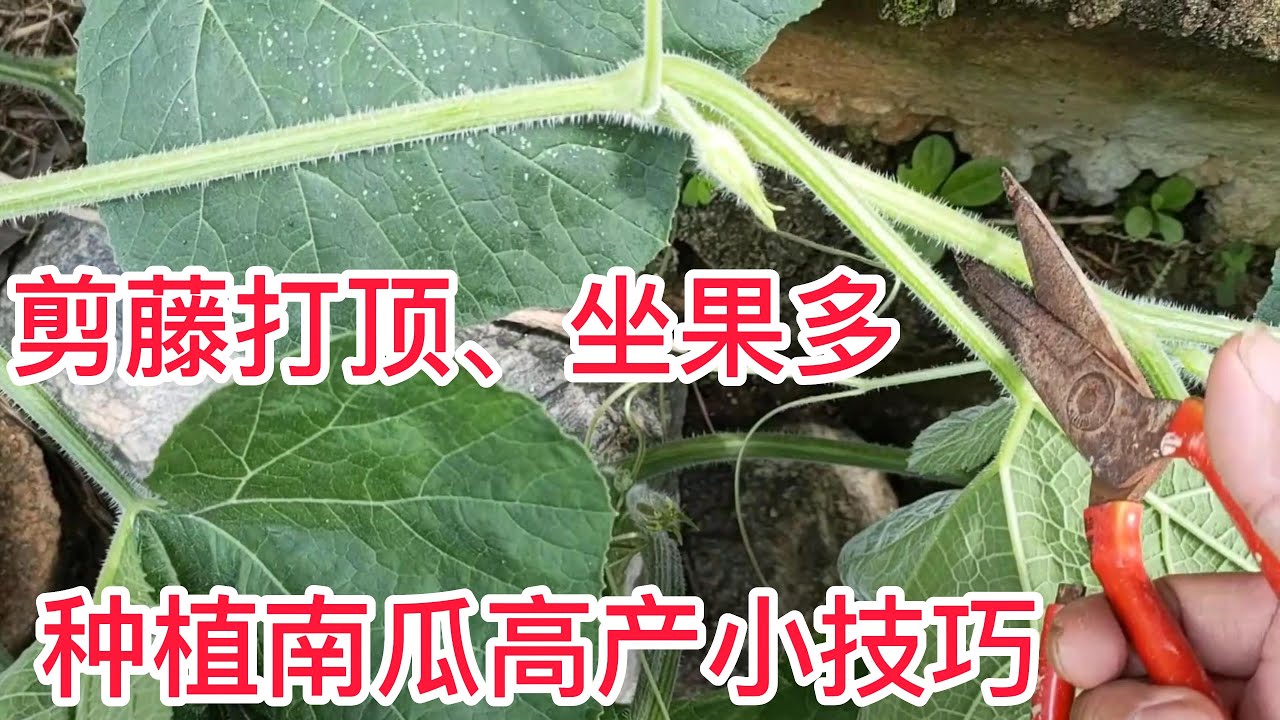 種植南瓜高產的小技巧，側枝藤上剪一刀，一顆南瓜苗能結十幾個瓜，剪枝打頂和授粉很重要                   Tips for growing pumpkins for high yield