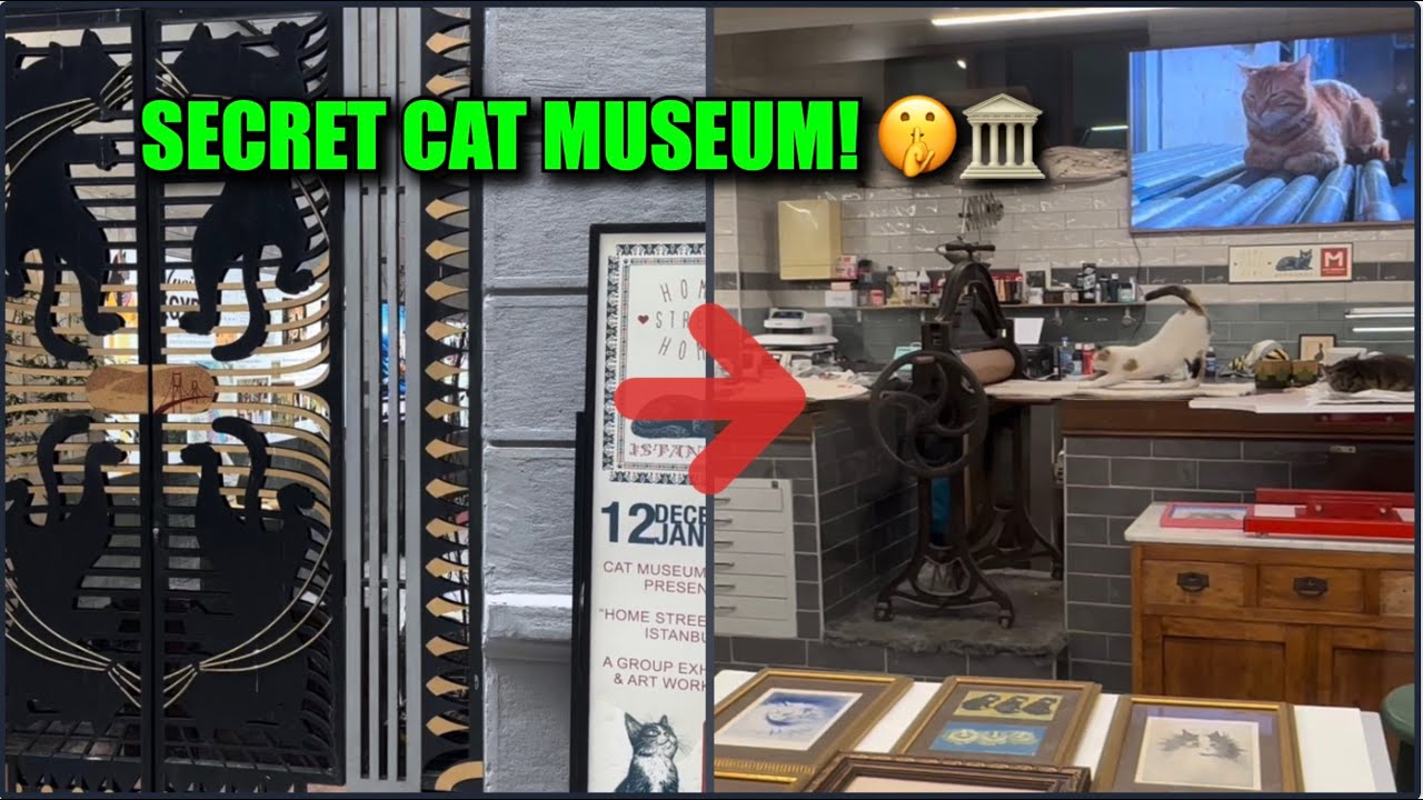 I Discovered a SECRET Cat Museum at Galata Tower 🤫