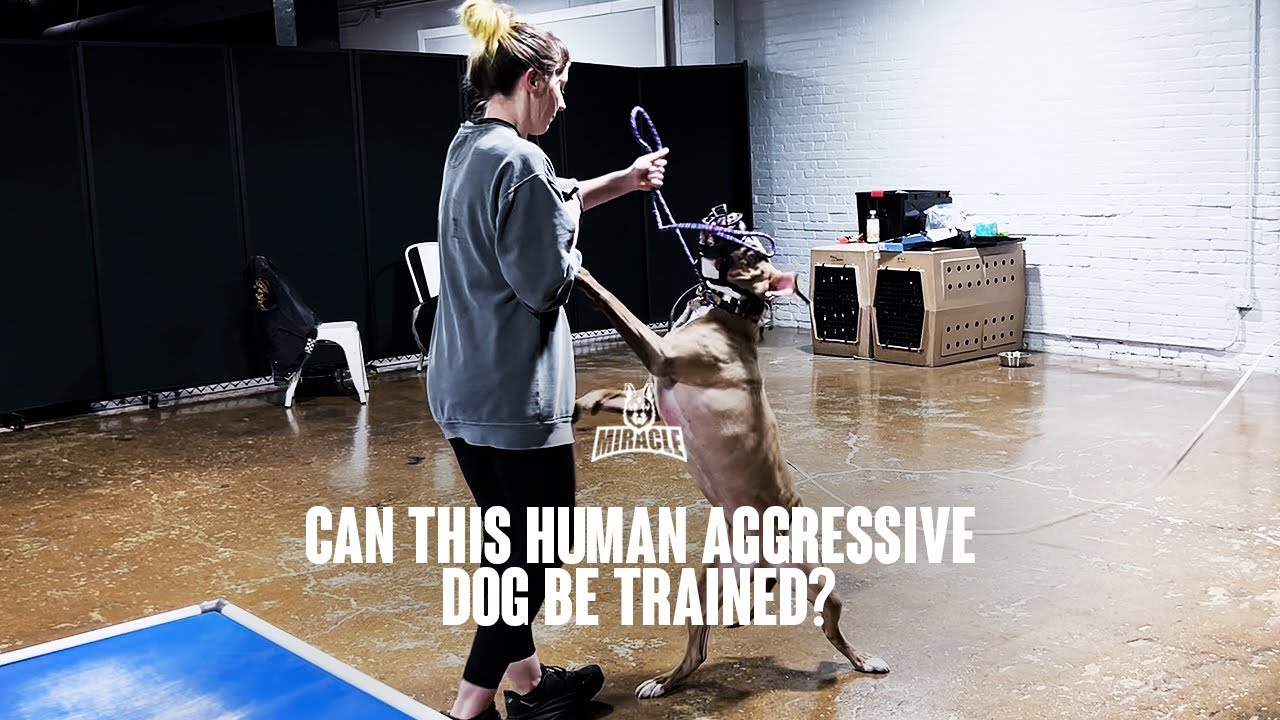 Can This Human Aggressive Dog Be Trained?