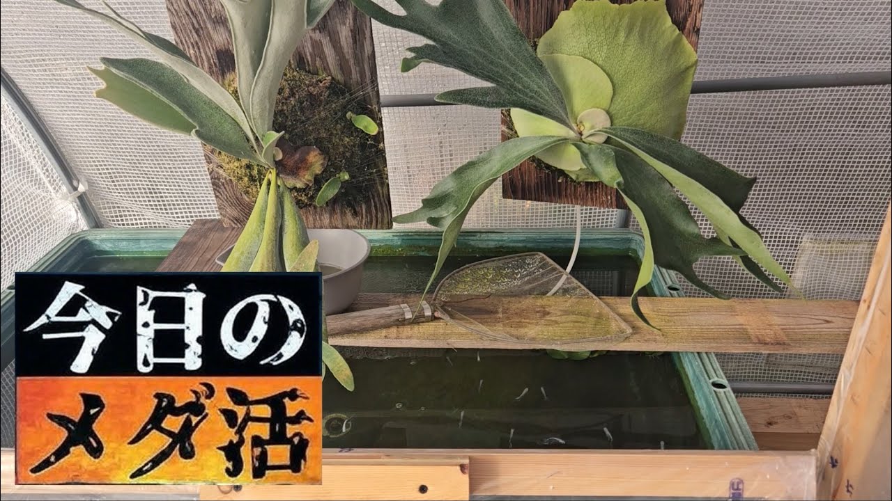 今日のメダ活 2025年12月5日 メダカ日誌