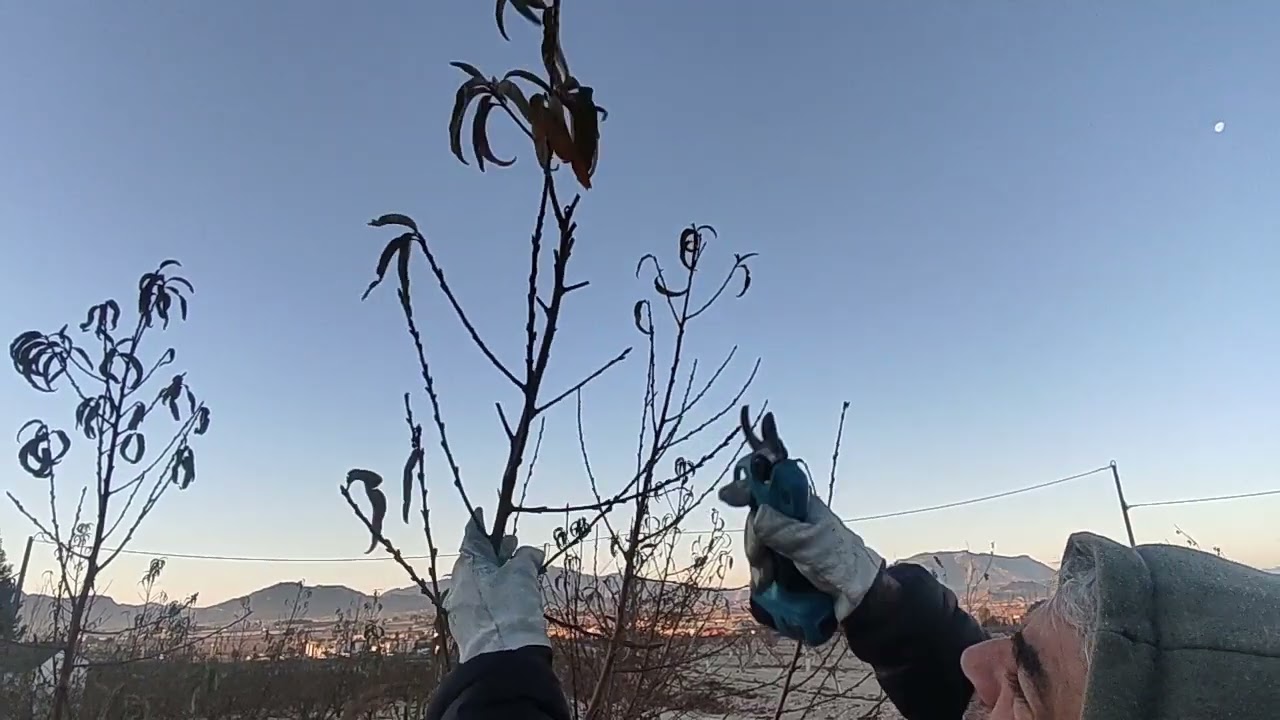 Poda de paraguayos con 21 meses desde la plantación.