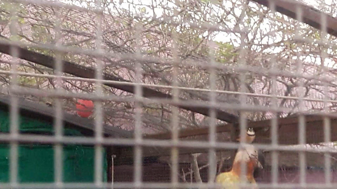 Pajaros cantando en jaulon