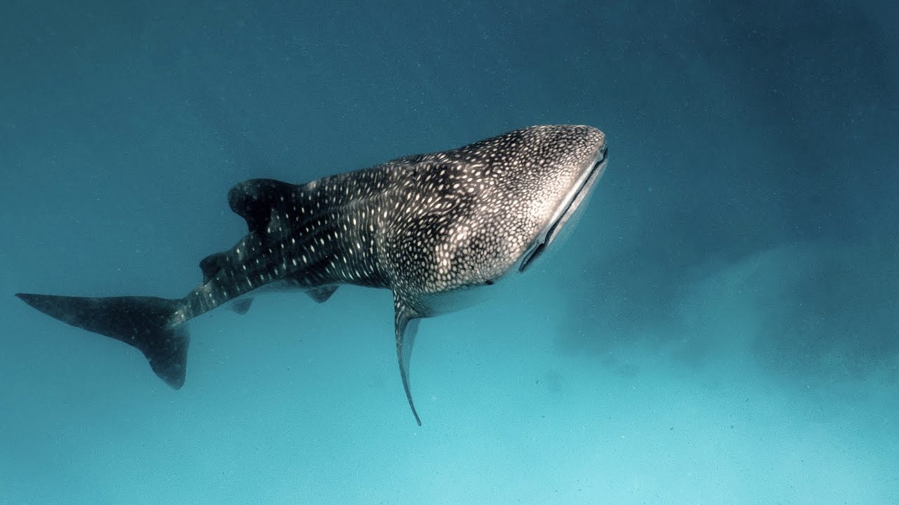 Dive Butler International - Ocean Adventure Perfected