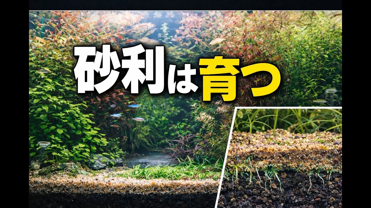 砂利水槽7ヶ月後．．．底床の中で起きていた変化