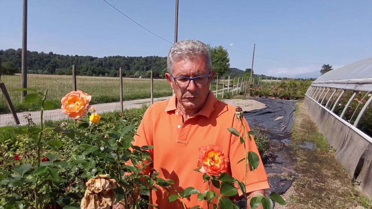 Rose profumate con grandi fiori a cespuglio: coltivazione e caratteristiche