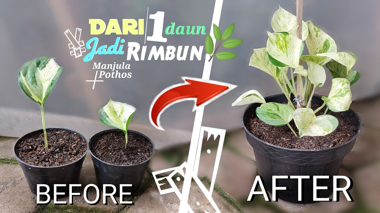 CARA MEMPERBANYAK SEKALIGUS MERIMBUNKAN SIRIH GADING | MANJULA POTHOS