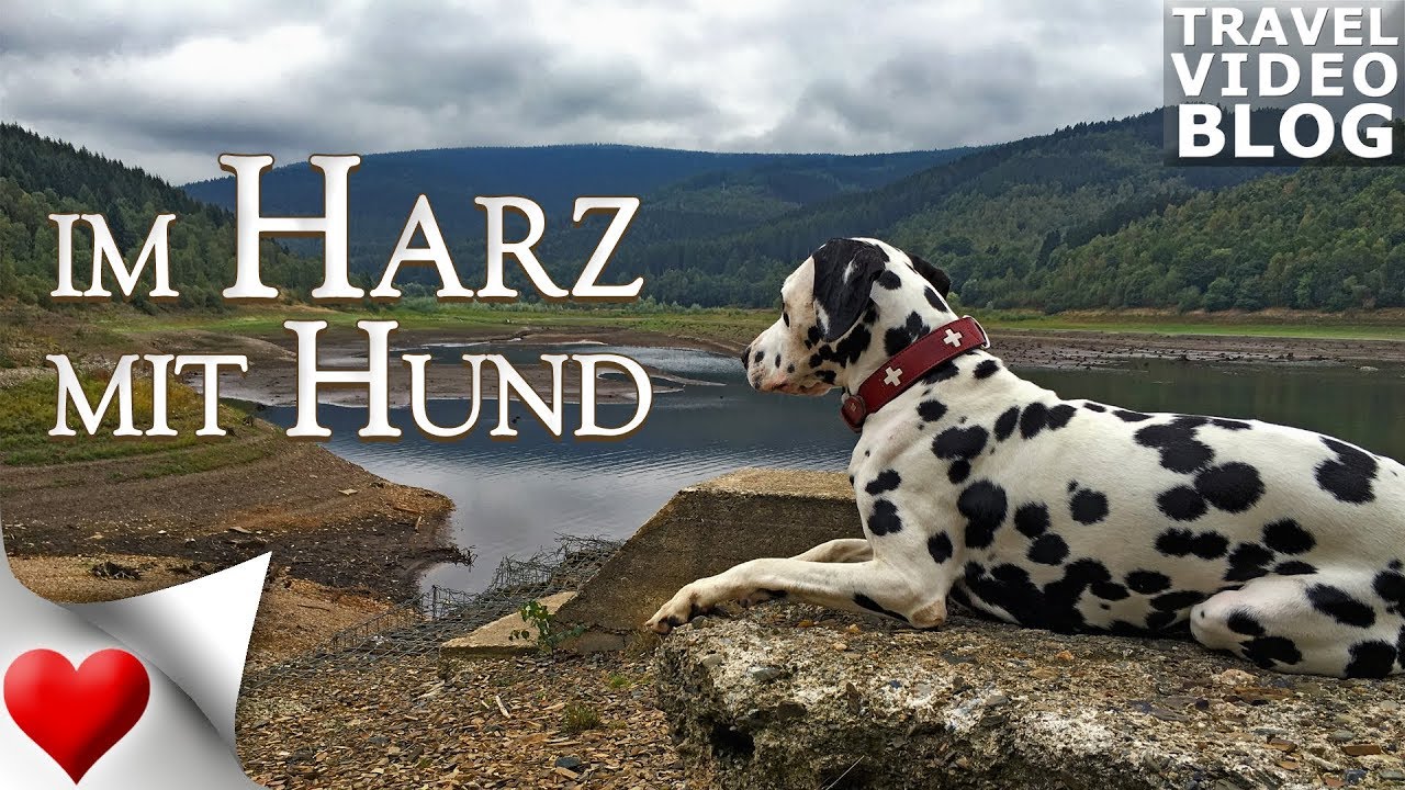 Vom Wald und Stausee bis nach Goslar - Im Harz mit Hund | Ole der Dalmatiner