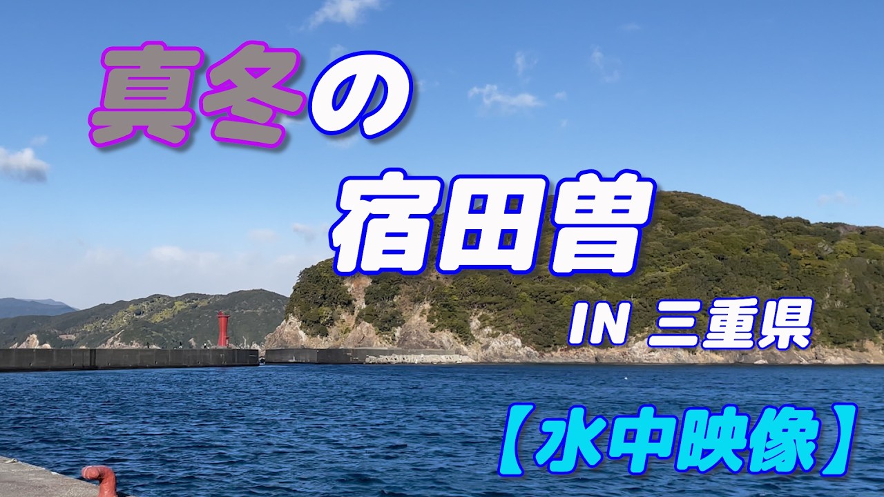 【水中映像】 2月の宿田曽 三重県