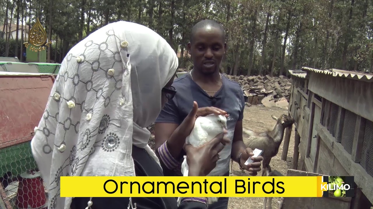 KILIMO HAI Sn1 Episode3|Ornamental Birds Part1