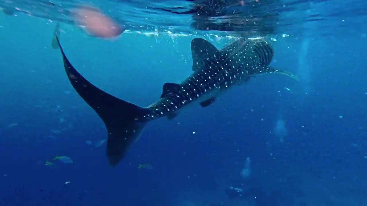 Whalesharks in Oslob, Cebu, Philippines 