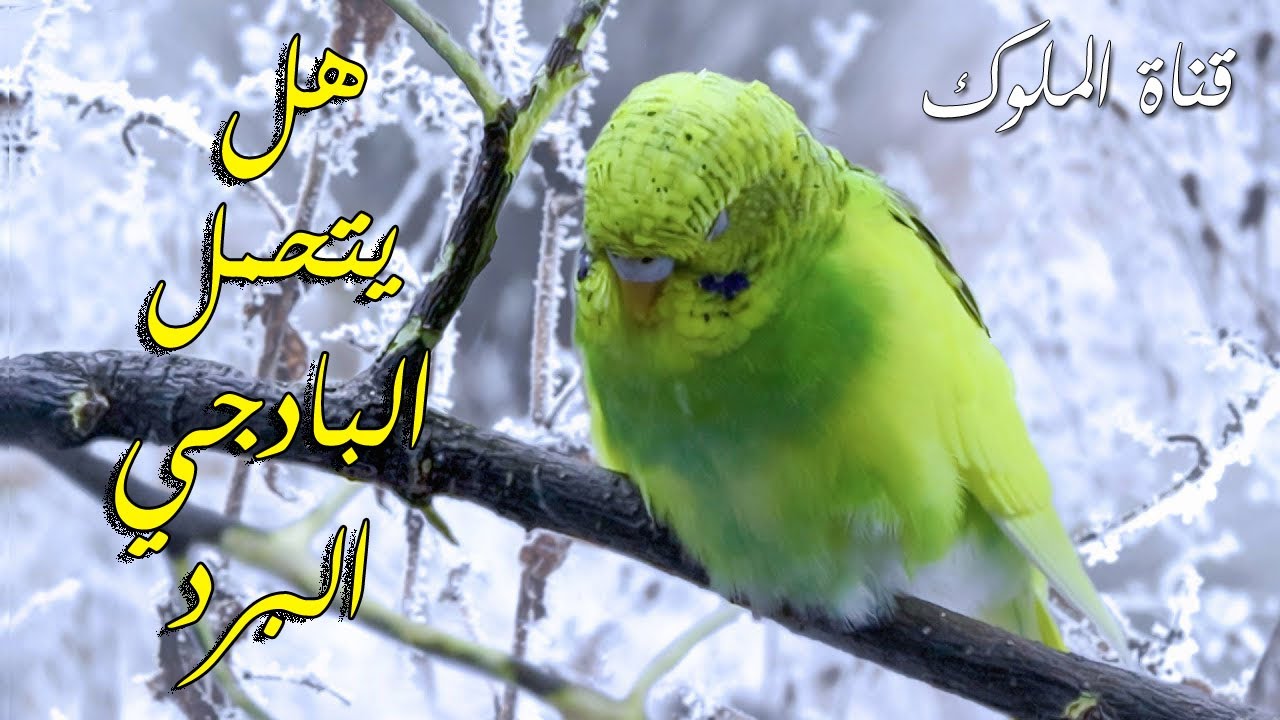 هل طيور البادجي تتحمل البرد ؟