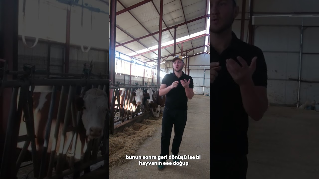 Süt mü, Besi mi? Yeni Başlayanlar İçin Avantaj & Dezavantajlar