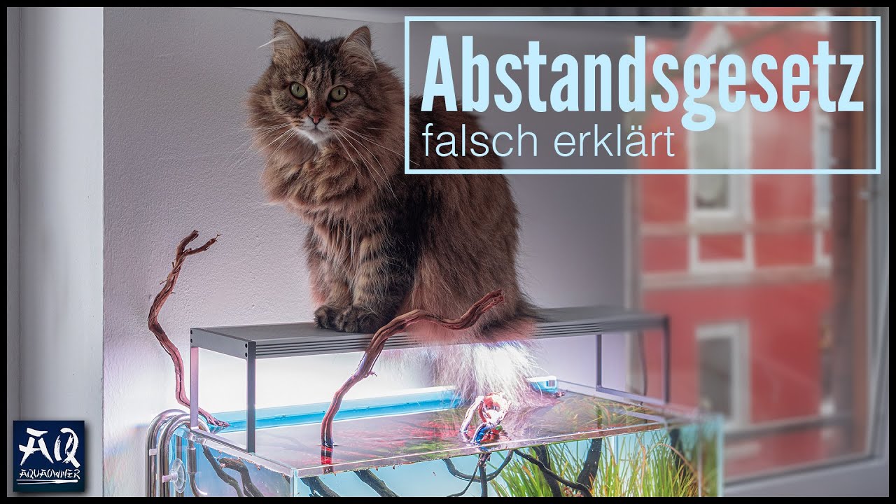 Ich habe das Abstandsgesetz für Aquarienlampen falsch erklärt! | AquaOwner Reaction