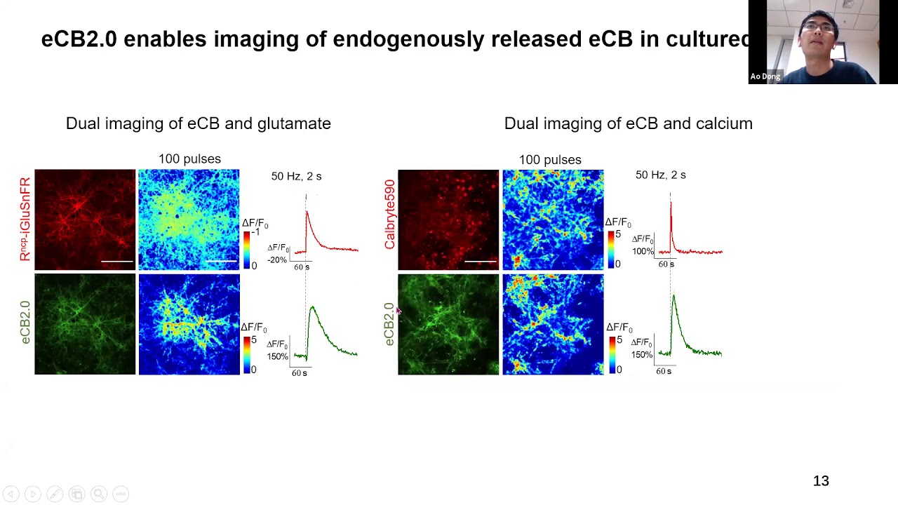 Talk: A GRAB sensor for spatially resolved endocannabinoid dynamics in vitro and in vivo